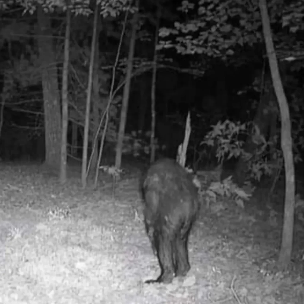 A trail camera image providing compelling evidence of Bigfoot, showing a large, upright creature walking in a forest at night